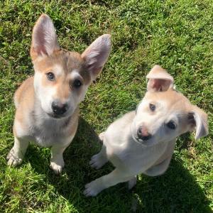 Puppies: Hula & Prince