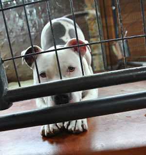 Matzo the dog crouching infront of a gate