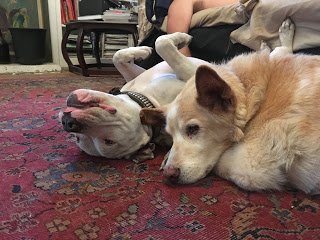 Matzo laying on his back next to another dog