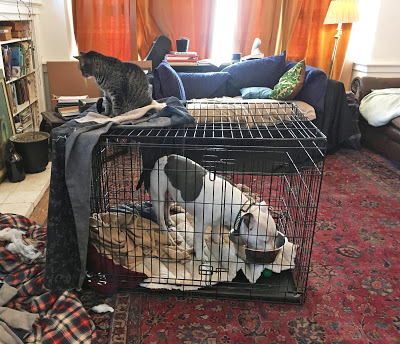 Matzo the dog in his crate with two cats sitting on top of it