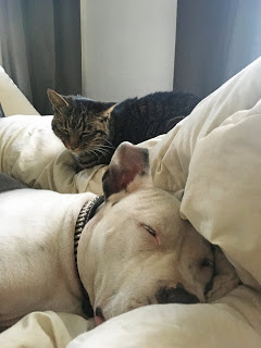 Matzo taking a nap with the cat