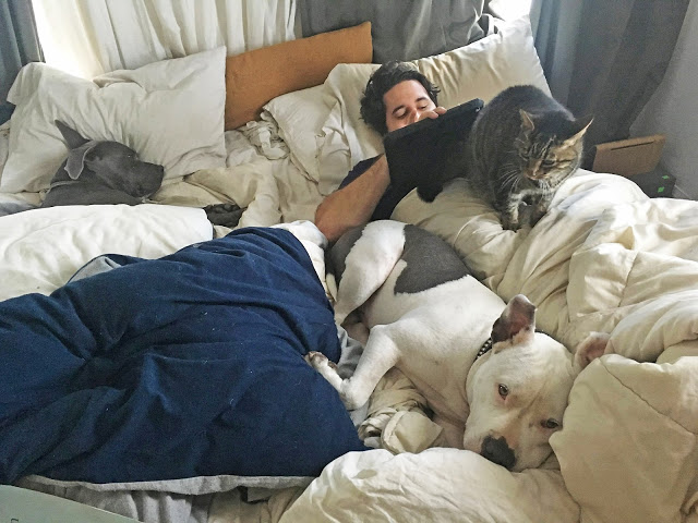 Two dogs, a cat, and a man laying in bed