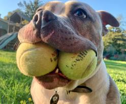 dog with two balls in her mouth