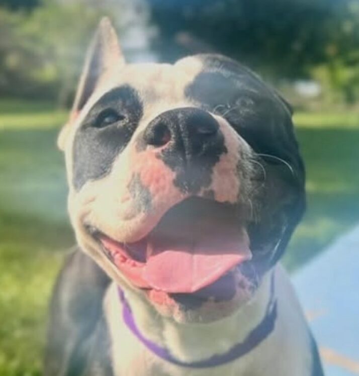 Susi