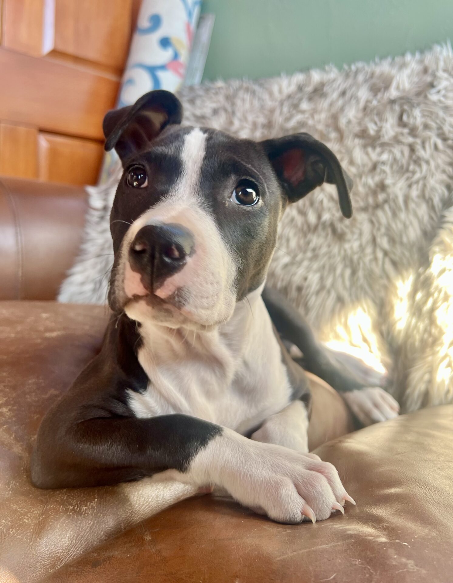 Cooper (F)