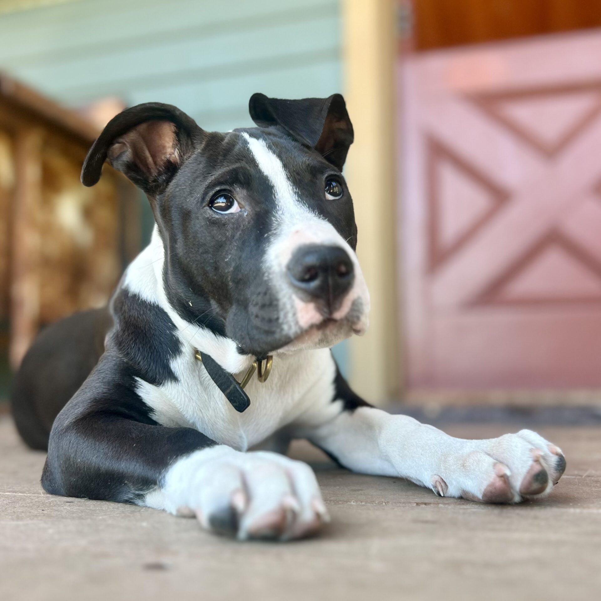 Cooper (F)